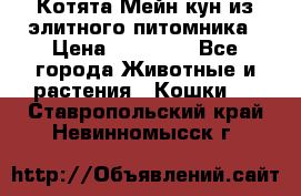 Котята Мейн-кун из элитного питомника › Цена ­ 20 000 - Все города Животные и растения » Кошки   . Ставропольский край,Невинномысск г.